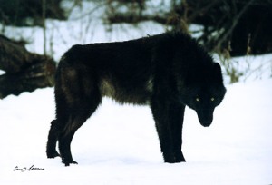 Black wolf