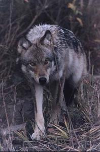 Wolf in underbrush